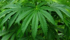 Roscrea Drugs Haul Update: Man released from custody 