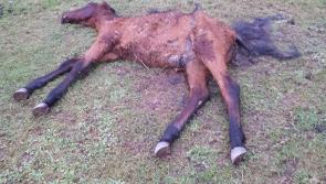 Breaking: another horse found dead in Tipperary as councillors call for warden