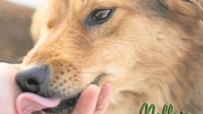 Mo Chara Animal Rescue - A Christmas story