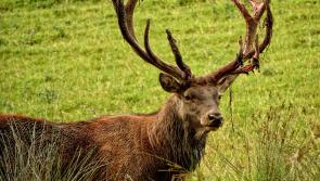 Nollaig shona &oacute; Cabragh Wetlands