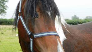 Appeals for information on animals stolen in Tipperary