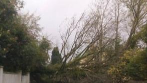 Tipperary landowners are responsible for roadside  trees – there is no ambiguity say council officials