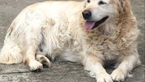 Tipperary family trying to locate missing dog Sonny