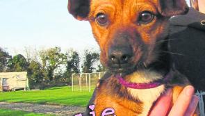 Mo Chara Animal Rescue: Tiny Tessie