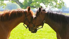 Tipperary Thoroughbred world looks forward to Grand Expo in Goffs