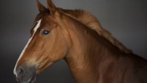 Tipperary Thoroughbred world looks forward to Grand Expo in Goffs
