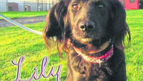 Mo Chara Animal Rescue - new home needed for lovely Lily