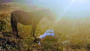 Animal welfare group call for action following discovery of dead horse in North Tipperary