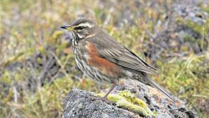 Cabragh Wetlands - Fieldfares and Redwings