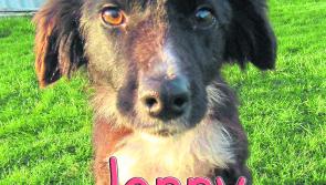 Mo Chara Animal Rescue: Jenny's dream