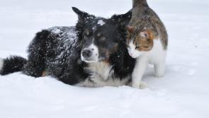 Storm Emma: Look after your pets during the extreme cold weather predicted for the coming days