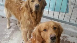 Irish Guide Dogs issues Top Tips for caring for your dogs and pups during this harsh cold weather