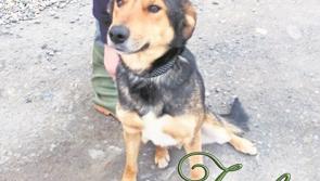 Mo Chara Animal Rescue: Fabulous Fitch