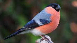 Breaking: Don't forget to leave water out for animals as well as food