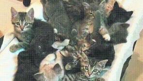 Mo Chara Animal Rescue gears up for kitten season