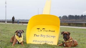 Dogs Trust launches nationwide campaign ‘The Big Scoop’