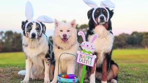 Mo Chara Easter Dog Walk returns to Thurles