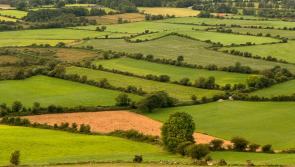 Tipperary farming: Sheep market has seen a &lsquo;savage drop&rsquo; in prices