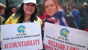 Tipperary group march in protest against horse cruelty