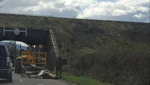 Outrage as horse collapses, abandoned on Tipperary road 