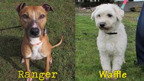Mo Chara Animal Rescue - Roving Ranger & Lovely Waffle