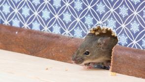 ALERT: Tipperary accounts for fourth highest level of rodent callouts