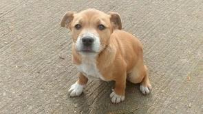 Mo Chara Animal Rescue - Little Leela