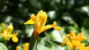 Cabragh Wetlands - Yellow is the “in” colour in nature