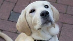 Tipperary people needed to foster Guide or Assistance Dogs