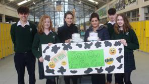 Cashel students say ow! to the cow