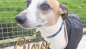 Mo Chara Animal Rescue - Genteel Gino