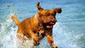 Tipperary pet owners - how to have summer fun with your dogs!