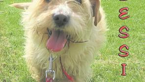 Mo Chara Animal Rescue - Bravo Bessie is full of sunshine