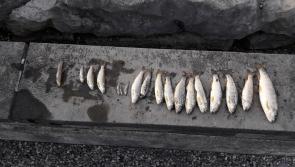 Tipperary fish kill breaking: 100 brown trout found dead in Ballina stream