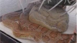  ISPCA  rescue escaped corn snake in Tipperary
 