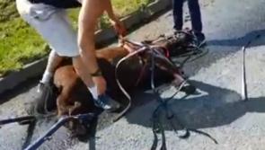Tipperary gardai investigating video of alleged animal cruelty 