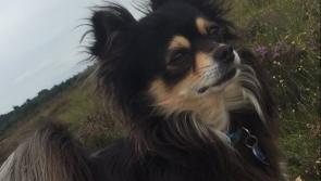 Help find this beloved family pet!