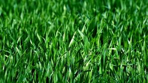 20 acre parcel of land in Tipperary sells for €175,000 at BidX1 auction