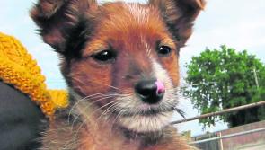 Mo Chara Animal Rescue: Helping Pets cope with heat!