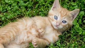 Tipperary Friends of Animals