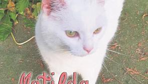 Mo Chara Animal Rescue: Retirement home required!