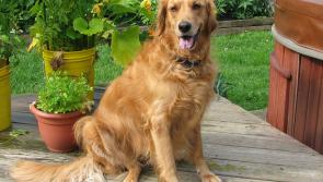 Today is the very first 'Dog Friendly Ireland Day'!