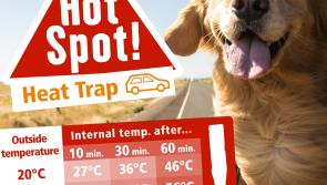 Maxi Zoo top tips for keeping pets cool as temperatures soar in Tipperary