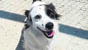 Mo Chara Animal Rescue - Prince of Cuteness Ozzy!