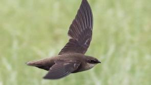 Tipperary Swift Survey