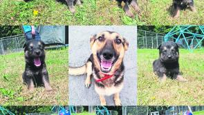 Mo Chara Animal Rescue: Bella and her brood looking for their forever homes