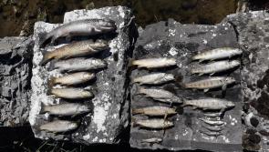 Massive fish kill in  Tipperary River confirmed by Inland Fisheries Ireland 
