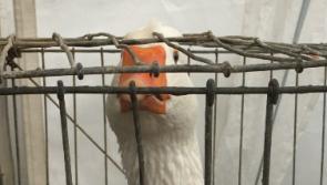 North Tipperary Show draws the crowds as entries and displays are better than ever