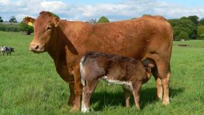 Tipperary farming: drought effect on suckler farmers 'potentially disastrous'