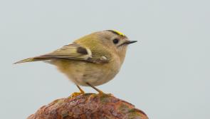 Cabragh Wetlands - The Goldcrest